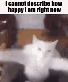 Cat Happy GIF - Cat Happy Happiness GIFs