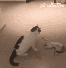 cat kitten wiggle playing wag tail