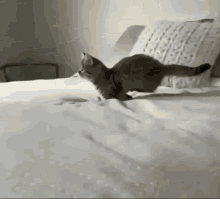 Cat Running Cat Jump GIF - Cat Running Cat Jump Cat Slow Motion GIFs