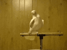 Dancing Bird GIF - Dancing Bird Dance GIFs
