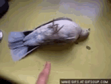 Dead Pigeon GIF - Dead Pigeon Awakened GIFs