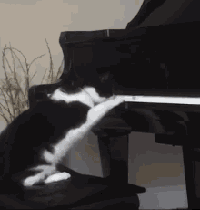 Piano Piano Cat GIF - Piano Piano Cat Cat Piano GIFs