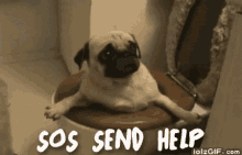 Send Help! GIF - Help Send Help Dog GIFs