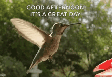 Good Afternoon Great Day GIF - Good Afternoon Great Day Hummingbird GIFs