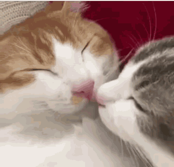 cats-kiss.gif