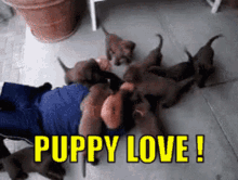 Puppies Dogs GIF - Puppies Dogs Cute GIFs