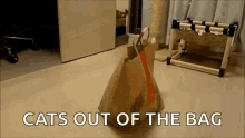Cute Paperbag GIF - Cute Paperbag Surprise GIFs