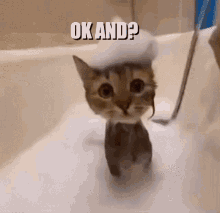 Shampoo Cat GIF - Shampoo Cat GIFs