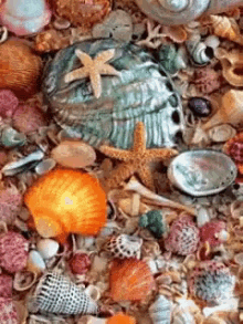 Tgif Sea Shells GIF - Tgif Sea Shells GIFs