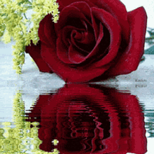 Reds Red Rose Water GIF - Reds Red Rose Water GIFs
