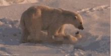 Funny Animals Cute GIF - Funny Animals Cute Polar Bears GIFs