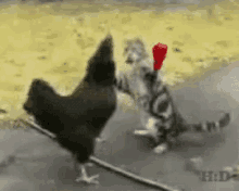Chicken Cat GIF - Chicken Cat Fight GIFs