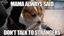 Dont Talk To Strangers Puppy GIF - Dont Talk To Strangers Puppy Shy GIFs