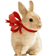 Rabbit Bunny GIF - Rabbit Bunny Red Ribbon GIFs