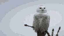 Neck Swivel Alaskas Deadliest GIF - Neck Swivel Alaskas Deadliest Snow Owl GIFs