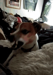 Dog Chewing GIF - Dog Chewing Doggy GIFs