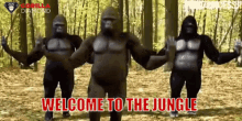gdt gorilla diamond welcome to the jungle mountthegorilla gorilla