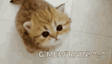 Kittens Meowing GIF - Kittens Meowing Kitty GIFs