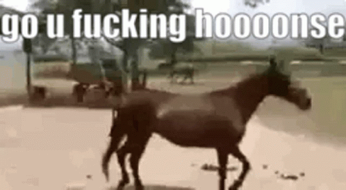 Fucking A Horse
