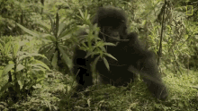 fall down mountain gorillas survival dian fosseys legacy lives on short film showcase gorilla lost balance