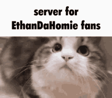 Ethan Da Homie Cat Nodding GIF - Ethan Da Homie Cat Nodding GIFs