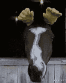 Horse Funny GIF - Horse Funny Lol GIFs