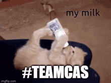 My Milk Team Cas GIF - My Milk Team Cas Cat GIFs