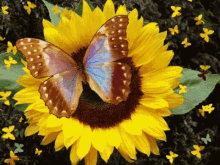 Butterfly Sunflower GIF - Butterfly Sunflower GIFs
