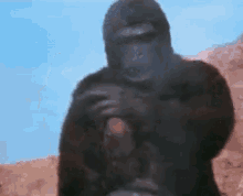 Middle Finger Gorilla GIF - Middle Finger Gorilla Me To My Haters GIFs