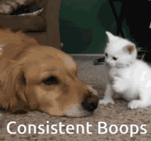 Consistent Boops Ollie Boop GIF - Consistent Boops Ollie Boop Ollie Bup GIFs