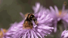dusting the flower flying bee bee in action national space day nat geo