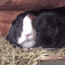 Guinea Pig Guineapigs GIF - Guinea Pig Guineapigs Tired GIFs