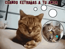 Cat Dream GIF - Cat Dream Cuanda Extramas A Tu Amor GIFs