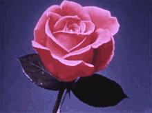 flower rose blooming