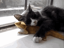 Cat Snuggle GIF - Cat Snuggle Love GIFs