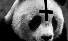 panda scary