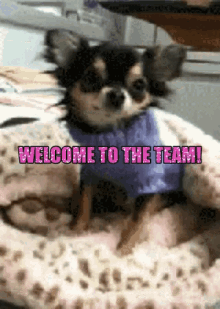 Welcome To The Team Smile GIF - Welcome To The Team Smile Dog GIFs