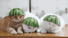 Cats Cute Cat GIF - Cats Cute Cat Cute Animals GIFs