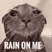 Rain On Me Make It Rain On Me GIF - Rain On Me Make It Rain On Me Cat GIFs