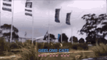 cats geelong football team cats geelong football team