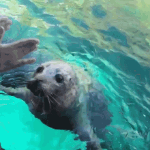 Seal Omg GIF - Seal Omg Cute GIFs