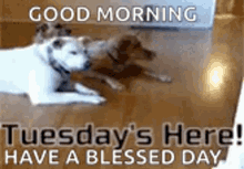 Tuesdays Here Funny Animals GIF - Tuesdays Here Funny Animals Dog GIFs