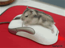 Hamster Grind GIF - Hamster Grind Hump GIFs