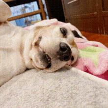 Tubtimfamily Beagle GIF - Tubtimfamily Beagle Dog GIFs