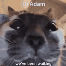 Hi Adam Benelson17 GIF - Hi Adam Adam Benelson17 GIFs