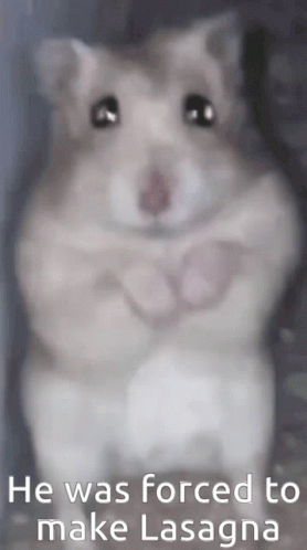 Hamster Hampter GIF - Hamster Hampter Forced To - Discover & Share GIFs