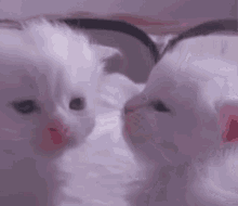 Kitten Kiss GIF - Kitten Kiss Cat GIFs
