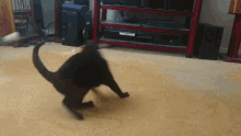 Lola Cat GIF - Lola Cat Spin GIFs