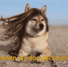 hair dog dog