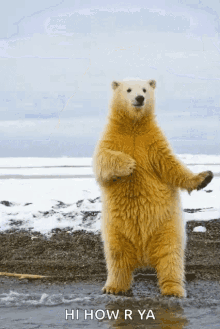 Dance Polarbear GIF - Dance Polarbear Bear GIFs